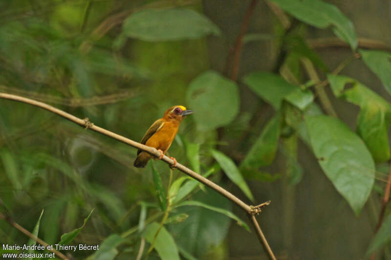 White-browed Piculet