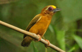 White-browed Piculet