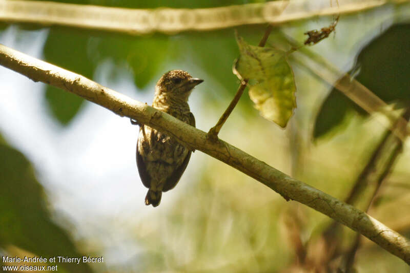 Bar-breasted Piculet