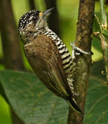 White-barred Piculet