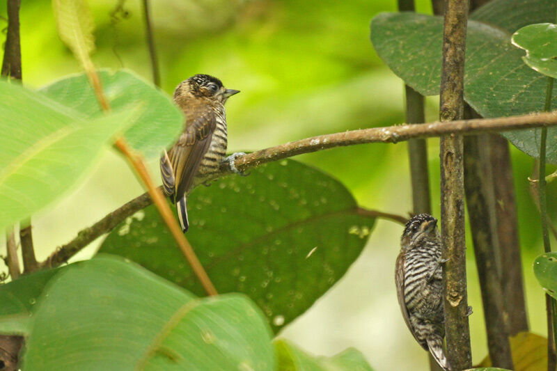 White-barred Piculet