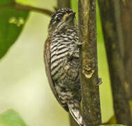 White-barred Piculet