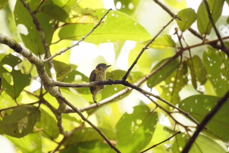 Olivaceous Piculet