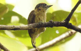 Olivaceous Piculet