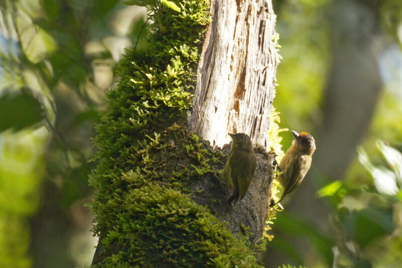 Olivaceous Piculet