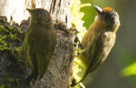 Olivaceous Piculet