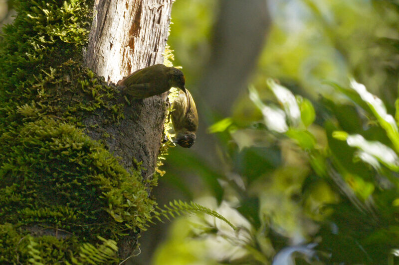 Olivaceous Piculet