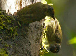 Olivaceous Piculet