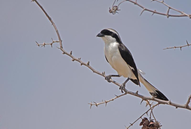 Grey-backed Fiscal