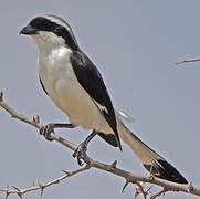 Grey-backed Fiscal