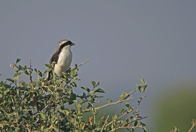 Grey-backed Fiscal