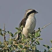 Grey-backed Fiscal