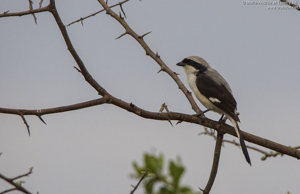 Grey-backed Fiscal