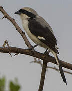 Grey-backed Fiscal