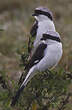 Pie-grièche à dos gris