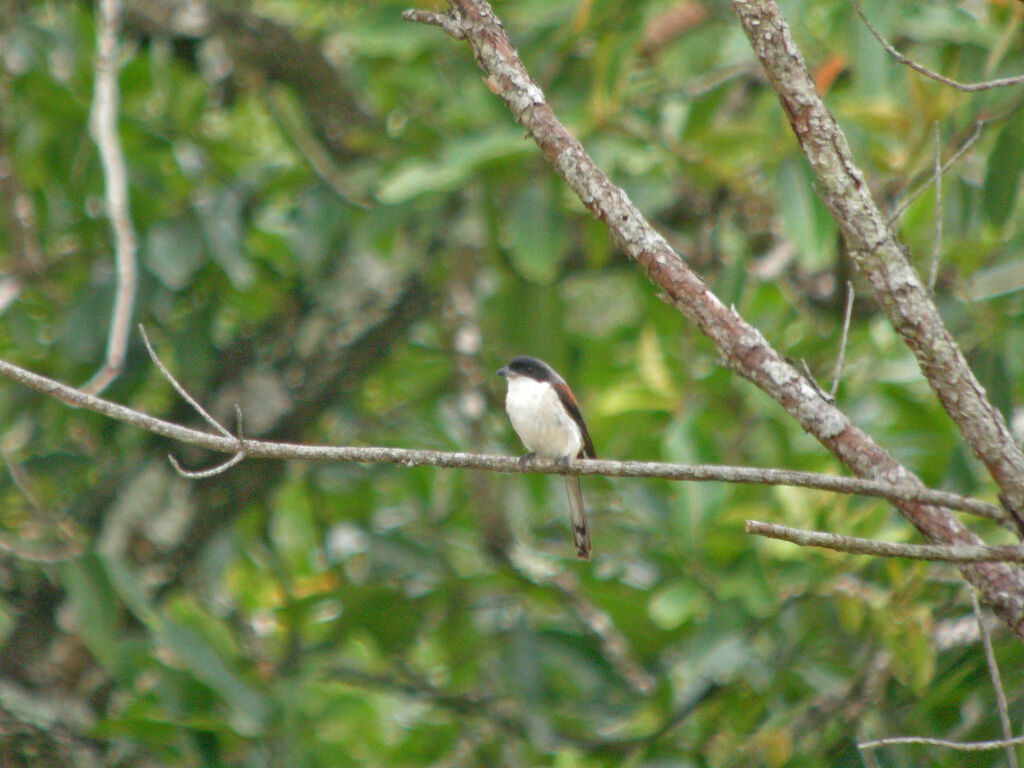 Burmese Shrike