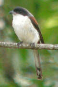 Burmese Shrike