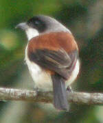 Burmese Shrike