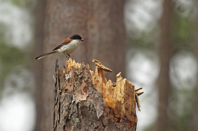 Burmese Shrike