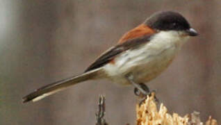 Burmese Shrike