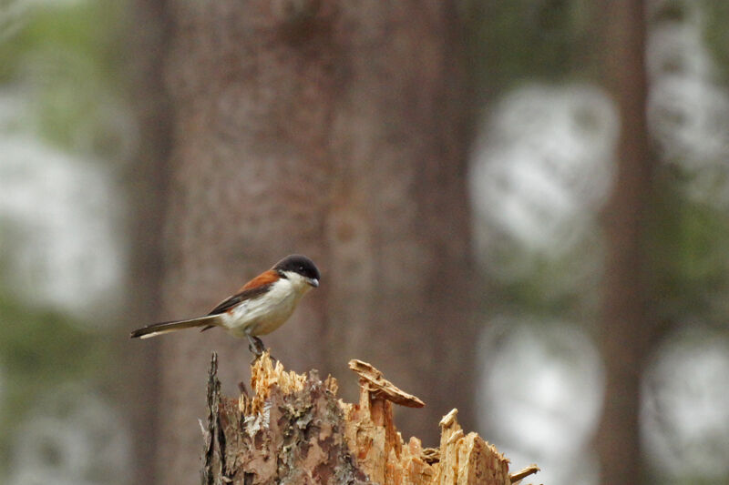 Burmese Shrike