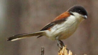 Burmese Shrike