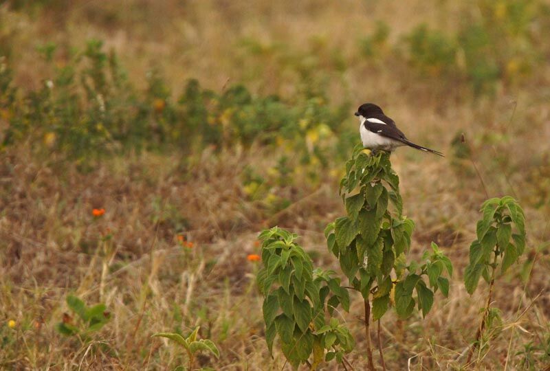 Northern Fiscal