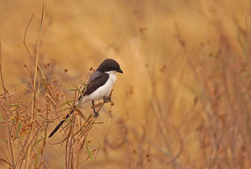 Long-tailed Fiscal