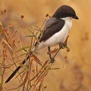 Long-tailed Fiscal