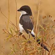 Long-tailed Fiscal