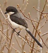 Long-tailed Fiscal