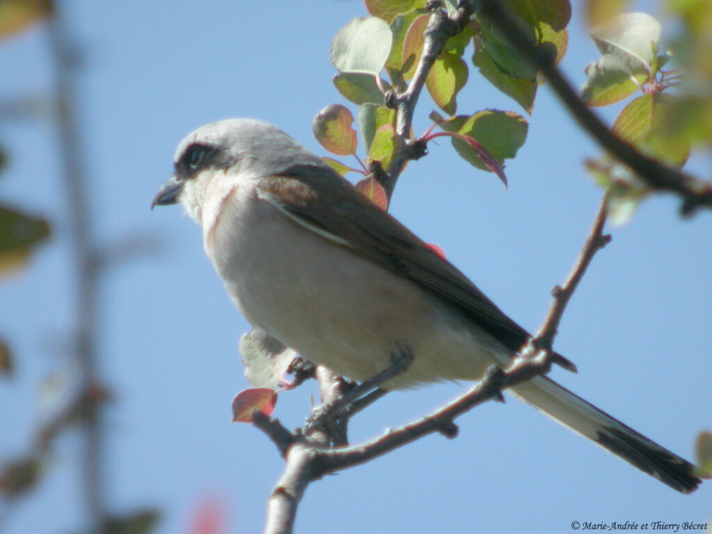 Red-backed Shrike