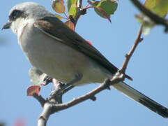 Red-backed Shrike