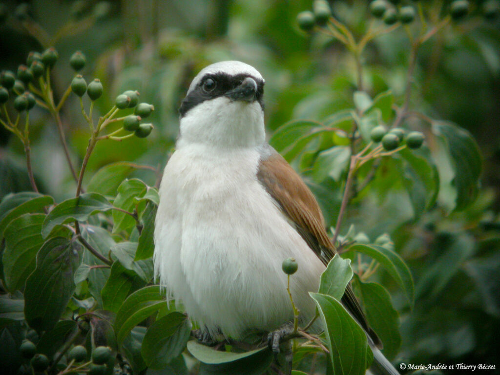 Red-backed Shrike