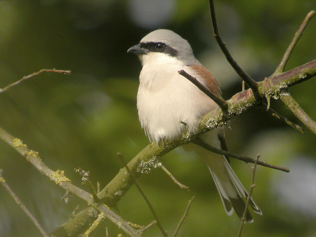 Pie-grièche écorcheur