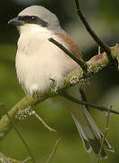 Red-backed Shrike