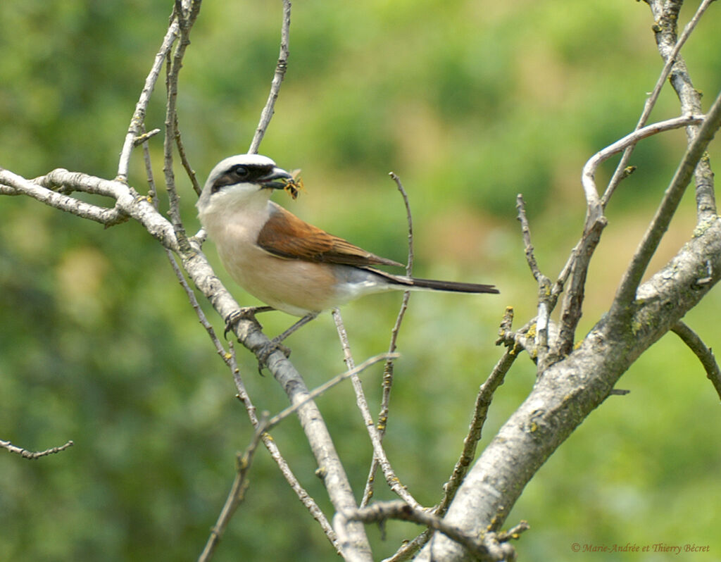 Red-backed Shrike