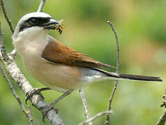 Red-backed Shrike