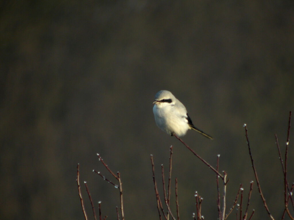 Great Grey Shrike