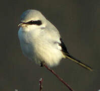 Great Grey Shrike