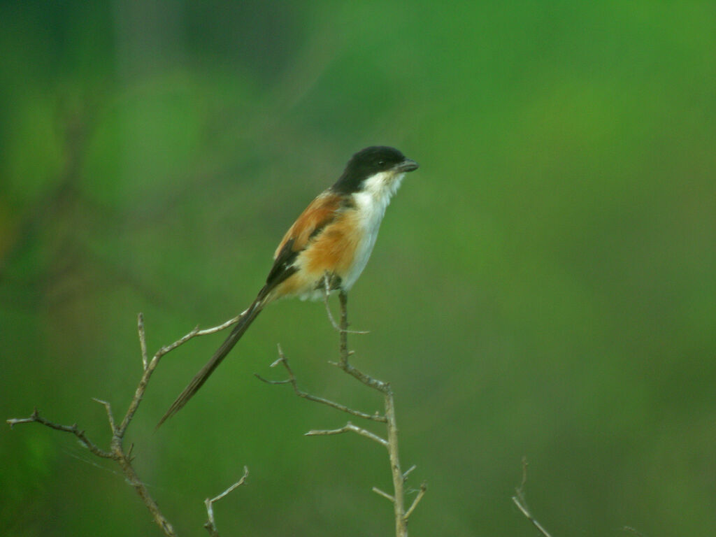 Pie-grièche schach, identification