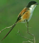 Long-tailed Shrike