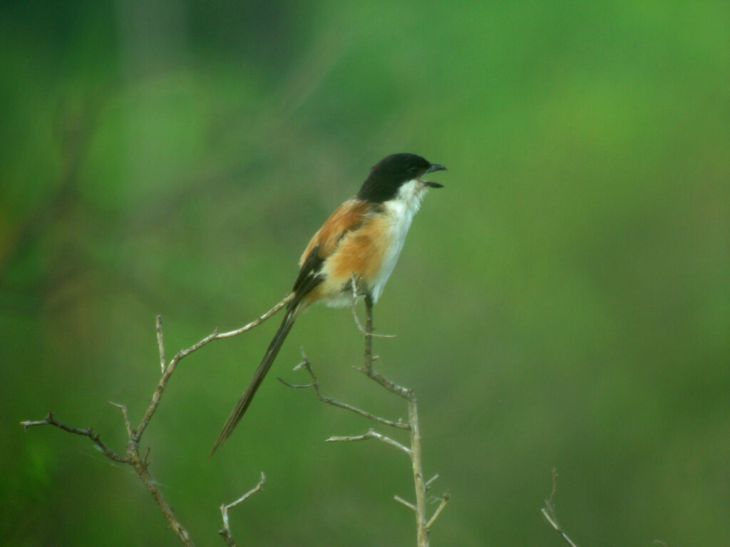 Long-tailed Shrike