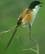 Long-tailed Shrike