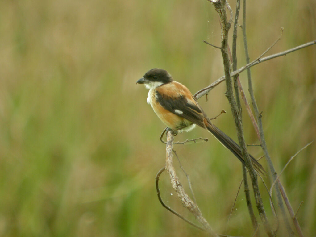 Long-tailed Shrike