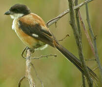 Long-tailed Shrike