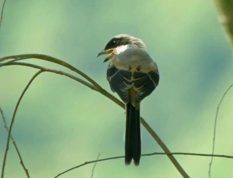 Long-tailed Shrike