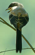 Long-tailed Shrike