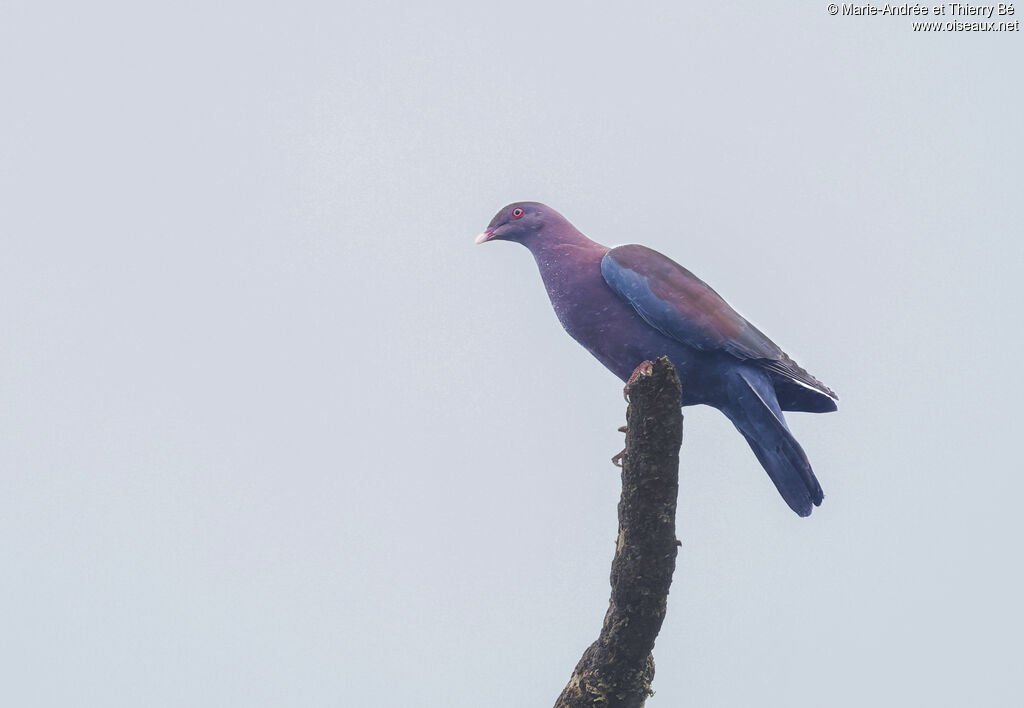 Red-billed Pigeon