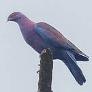 Pigeon à bec rouge